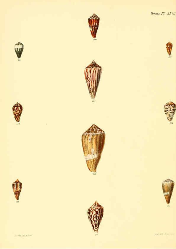 Reproducción/Reproduction 6030080008: Conchologia iconica, or, Illustrations of the shells of molluscous animals. v.1 London :Reeve, Brothers,1843-1878