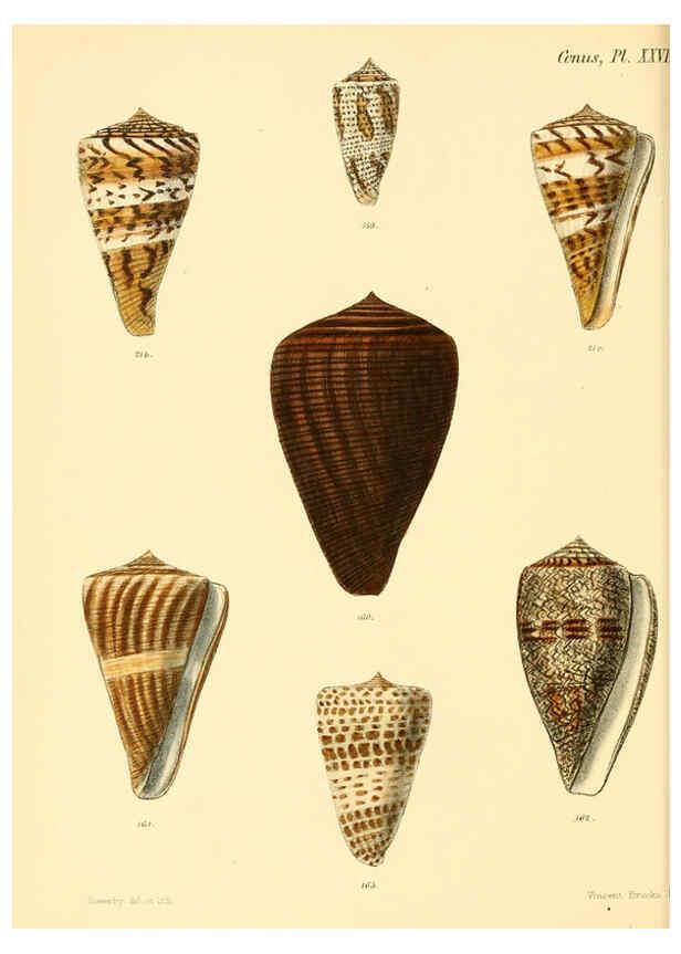 Reproducción/Reproduction 6029525985: Conchologia iconica, or, Illustrations of the shells of molluscous animals. v.1 London :Reeve, Brothers,1843-1878