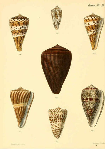 Reproducción/Reproduction 6029525985: Conchologia iconica, or, Illustrations of the shells of molluscous animals. v.1 London :Reeve, Brothers,1843-1878