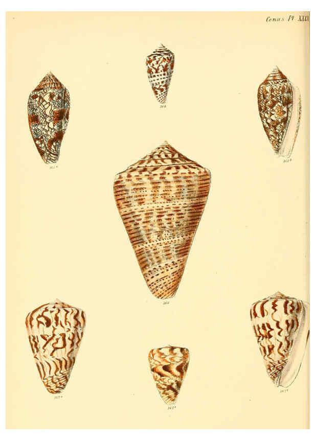 Reproducción/Reproduction 6030080780: Conchologia iconica, or, Illustrations of the shells of molluscous animals. v.1 London :Reeve, Brothers,1843-1878