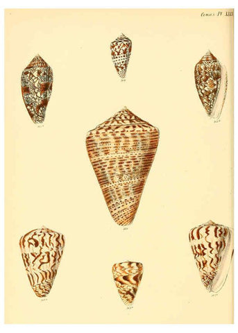 Reproducción/Reproduction 6030080780: Conchologia iconica, or, Illustrations of the shells of molluscous animals. v.1 London :Reeve, Brothers,1843-1878