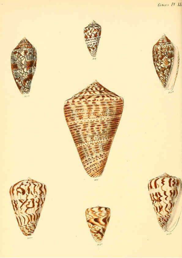 Reproducción/Reproduction 6030080780: Conchologia iconica, or, Illustrations of the shells of molluscous animals. v.1 London :Reeve, Brothers,1843-1878