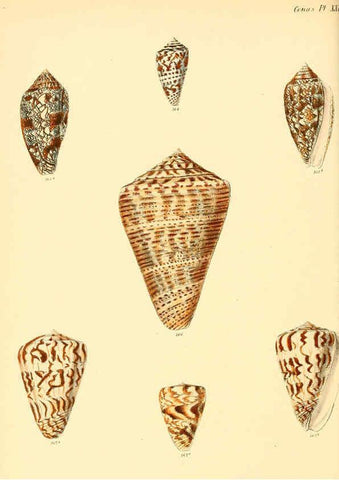 Reproducción/Reproduction 6030080780: Conchologia iconica, or, Illustrations of the shells of molluscous animals. v.1 London :Reeve, Brothers,1843-1878