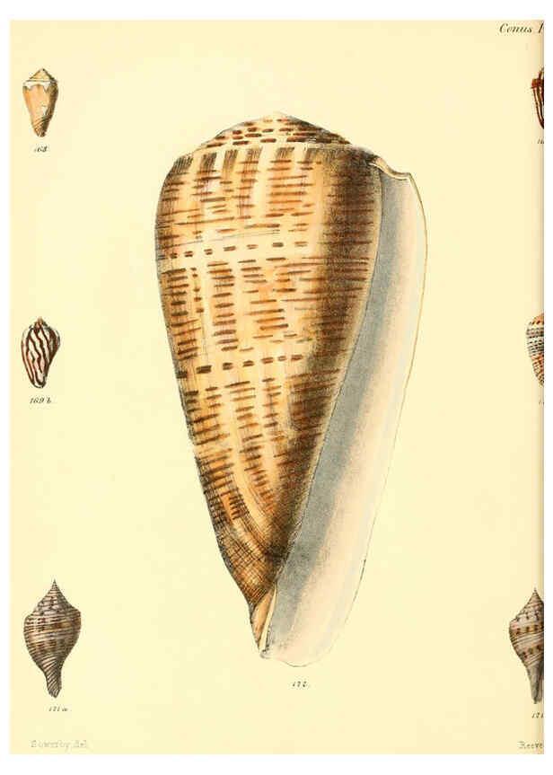 Reproducción/Reproduction 6029526569: Conchologia iconica, or, Illustrations of the shells of molluscous animals. v.1 London :Reeve, Brothers,1843-1878