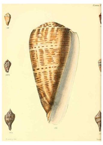 Reproducción/Reproduction 6029526569: Conchologia iconica, or, Illustrations of the shells of molluscous animals. v.1 London :Reeve, Brothers,1843-1878