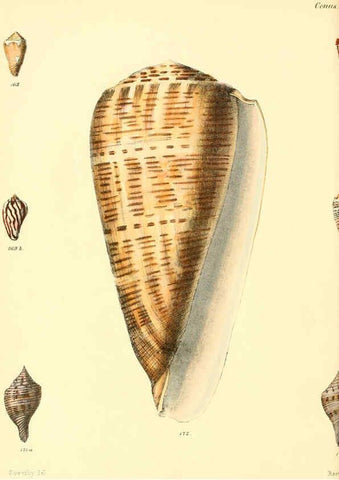 Reproducción/Reproduction 6029526569: Conchologia iconica, or, Illustrations of the shells of molluscous animals. v.1 London :Reeve, Brothers,1843-1878