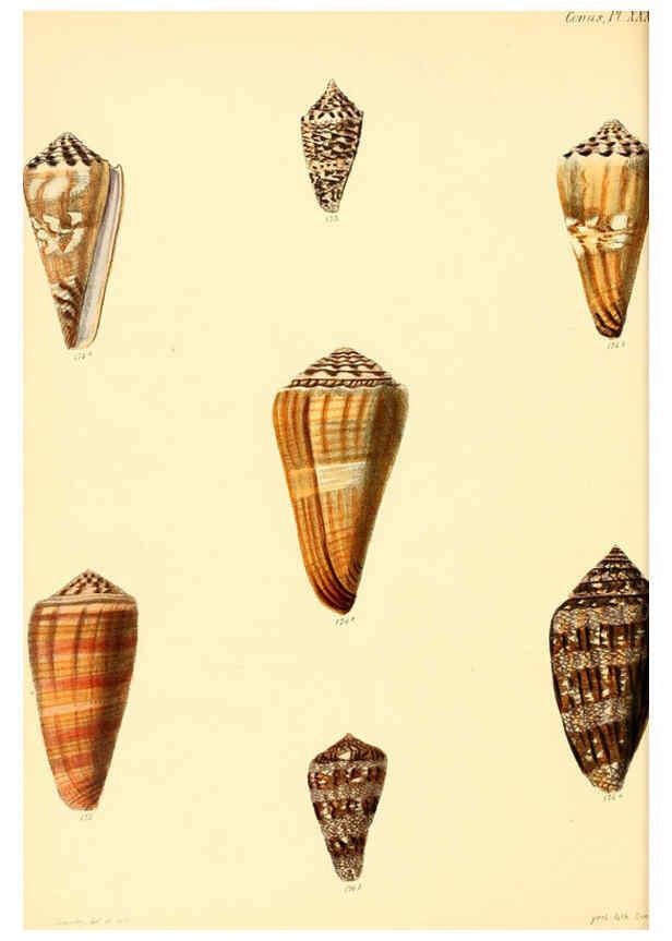 Reproducción/Reproduction 6030081292: Conchologia iconica, or, Illustrations of the shells of molluscous animals. v.1 London :Reeve, Brothers,1843-1878