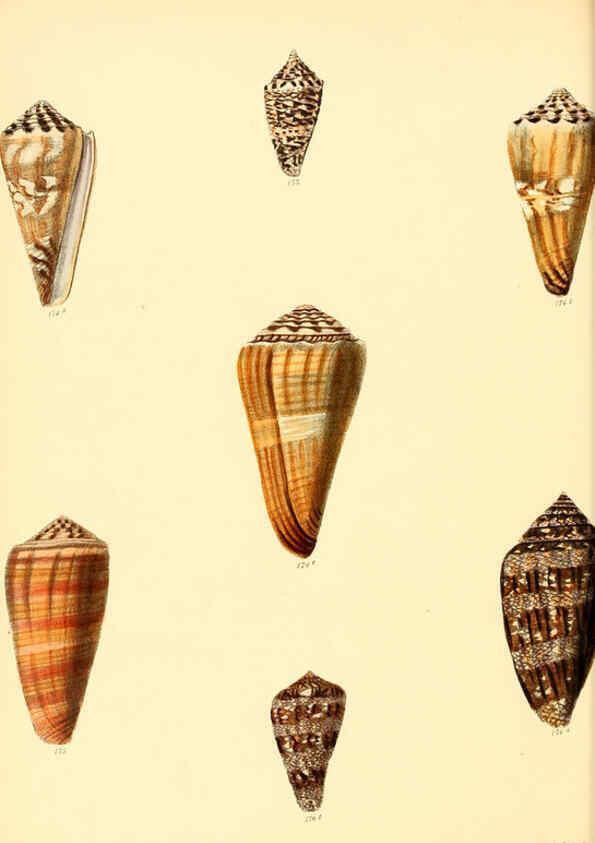 Reproducción/Reproduction 6030081292: Conchologia iconica, or, Illustrations of the shells of molluscous animals. v.1 London :Reeve, Brothers,1843-1878