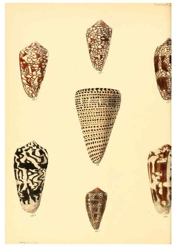 Reproducción/Reproduction 6029527211: Conchologia iconica, or, Illustrations of the shells of molluscous animals. v.1 London :Reeve, Brothers,1843-1878