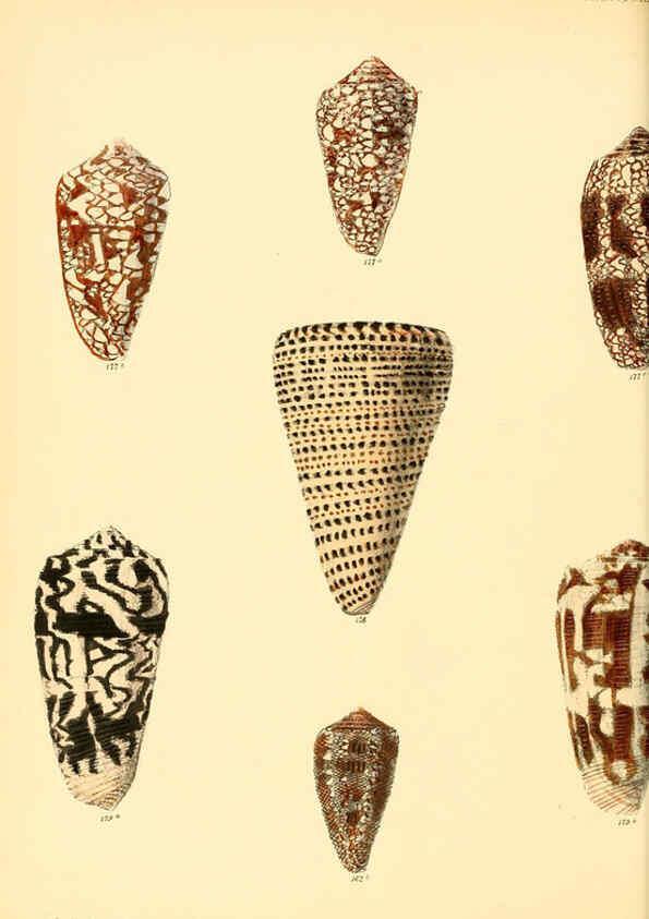 Reproducción/Reproduction 6029527211: Conchologia iconica, or, Illustrations of the shells of molluscous animals. v.1 London :Reeve, Brothers,1843-1878
