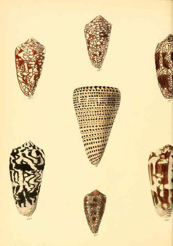 Reproducción/Reproduction 6029527211: Conchologia iconica, or, Illustrations of the shells of molluscous animals. v.1 London :Reeve, Brothers,1843-1878