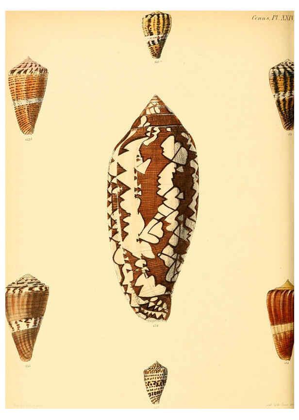 Reproducción/Reproduction 6030078976: Conchologia iconica, or, Illustrations of the shells of molluscous animals. v.1 London :Reeve, Brothers,1843-1878