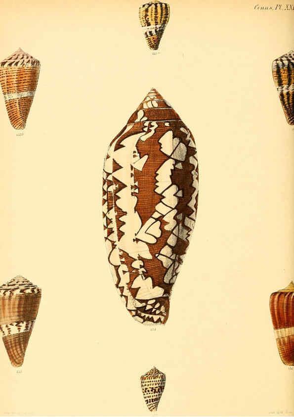 Reproducción/Reproduction 6030078976: Conchologia iconica, or, Illustrations of the shells of molluscous animals. v.1 London :Reeve, Brothers,1843-1878