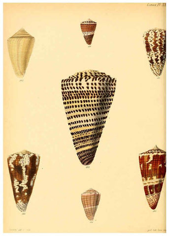 Reproducción/Reproduction 6030082188: Conchologia iconica, or, Illustrations of the shells of molluscous animals. v.1 London :Reeve, Brothers,1843-1878