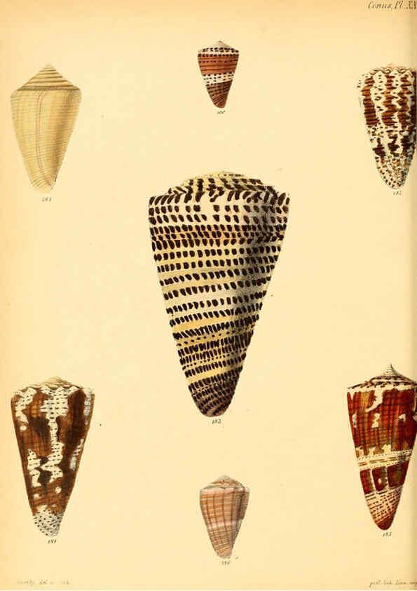 Reproducción/Reproduction 6030082188: Conchologia iconica, or, Illustrations of the shells of molluscous animals. v.1 London :Reeve, Brothers,1843-1878