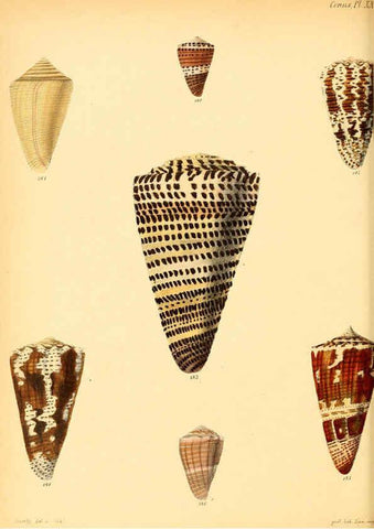 Reproducción/Reproduction 6030082188: Conchologia iconica, or, Illustrations of the shells of molluscous animals. v.1 London :Reeve, Brothers,1843-1878