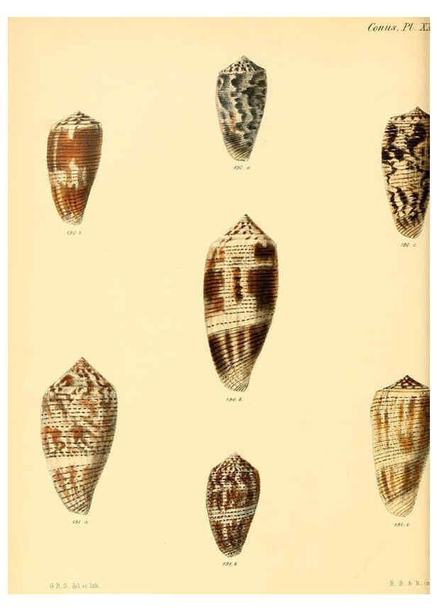 Reproducción/Reproduction 6029528359: Conchologia iconica, or, Illustrations of the shells of molluscous animals. v.1 London :Reeve, Brothers,1843-1878