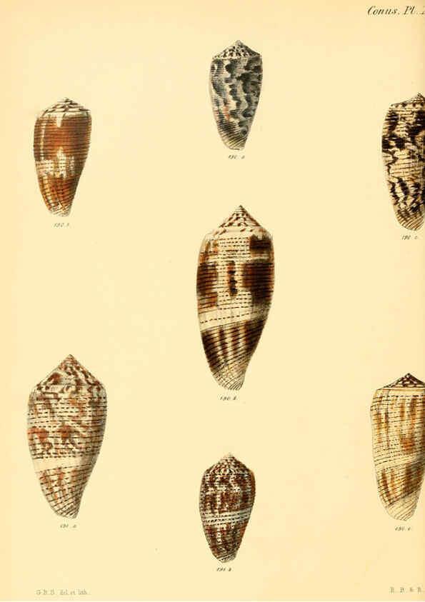 Reproducción/Reproduction 6029528359: Conchologia iconica, or, Illustrations of the shells of molluscous animals. v.1 London :Reeve, Brothers,1843-1878