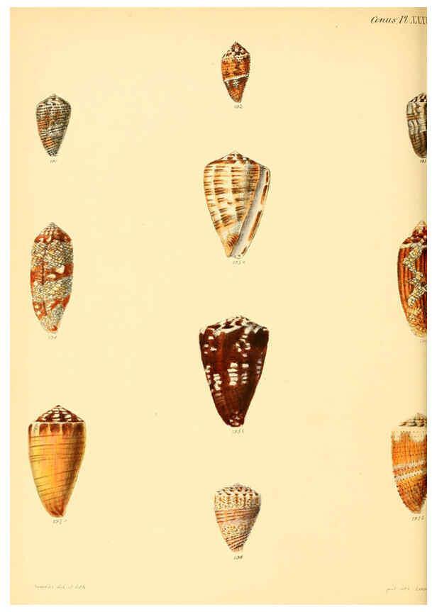 Reproducción/Reproduction 6029528721: Conchologia iconica, or, Illustrations of the shells of molluscous animals. v.1 London :Reeve, Brothers,1843-1878