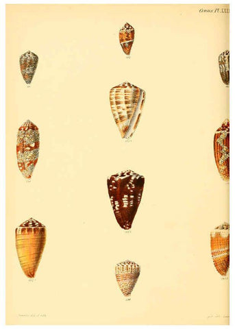 Reproducción/Reproduction 6029528721: Conchologia iconica, or, Illustrations of the shells of molluscous animals. v.1 London :Reeve, Brothers,1843-1878