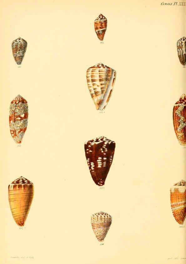 Reproducción/Reproduction 6029528721: Conchologia iconica, or, Illustrations of the shells of molluscous animals. v.1 London :Reeve, Brothers,1843-1878