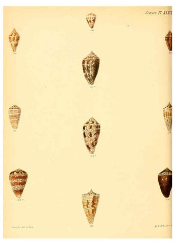 Reproducción/Reproduction 6030083636: Conchologia iconica, or, Illustrations of the shells of molluscous animals. v.1 London :Reeve, Brothers,1843-1878