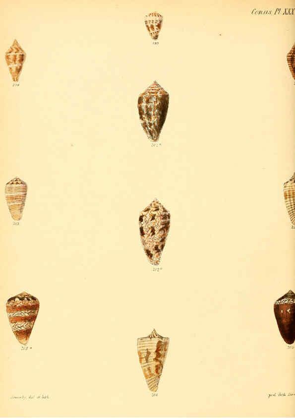 Reproducción/Reproduction 6030083636: Conchologia iconica, or, Illustrations of the shells of molluscous animals. v.1 London :Reeve, Brothers,1843-1878