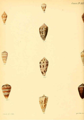 Reproducción/Reproduction 6030083636: Conchologia iconica, or, Illustrations of the shells of molluscous animals. v.1 London :Reeve, Brothers,1843-1878