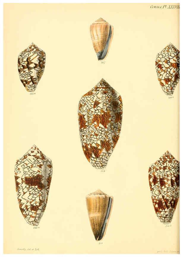 Reproducción/Reproduction 6030083962: Conchologia iconica, or, Illustrations of the shells of molluscous animals. v.1 London :Reeve, Brothers,1843-1878