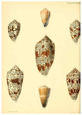 Reproducción/Reproduction 6030083962: Conchologia iconica, or, Illustrations of the shells of molluscous animals. v.1 London :Reeve, Brothers,1843-1878