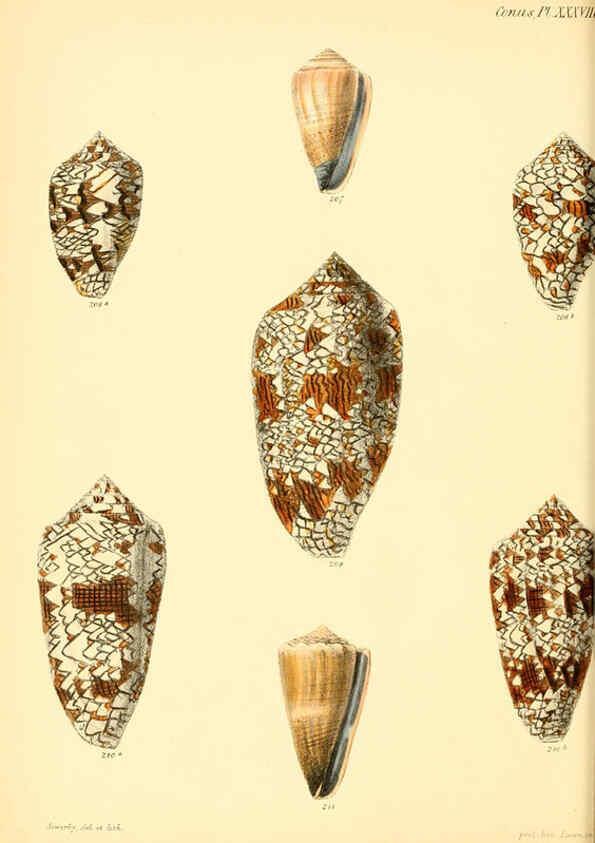 Reproducción/Reproduction 6030083962: Conchologia iconica, or, Illustrations of the shells of molluscous animals. v.1 London :Reeve, Brothers,1843-1878