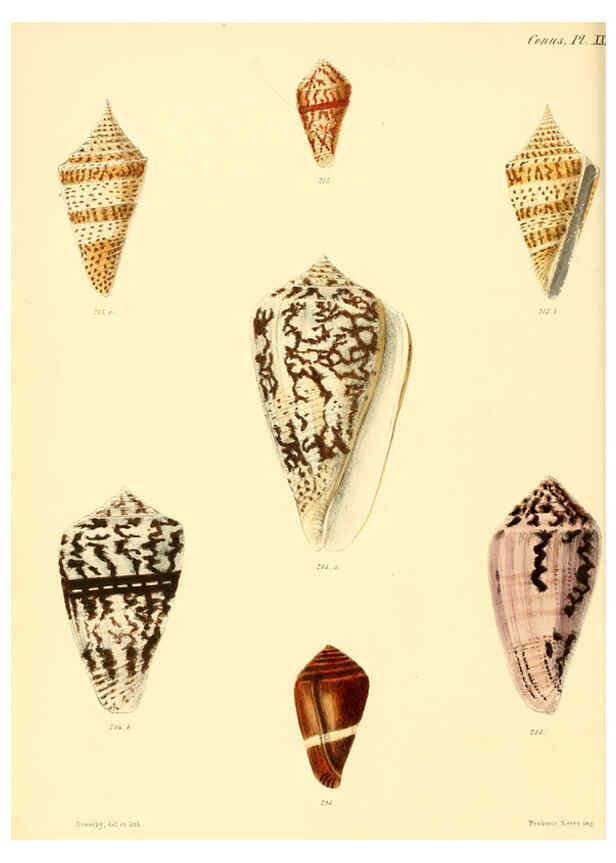Reproducción/Reproduction 6029529965: Conchologia iconica, or, Illustrations of the shells of molluscous animals. v.1 London :Reeve, Brothers,1843-1878