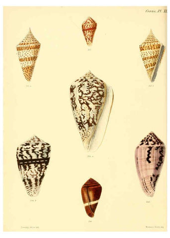 Reproducción/Reproduction 6029529965: Conchologia iconica, or, Illustrations of the shells of molluscous animals. v.1 London :Reeve, Brothers,1843-1878