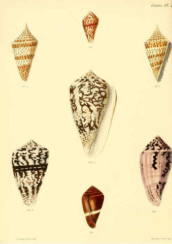 Reproducción/Reproduction 6029529965: Conchologia iconica, or, Illustrations of the shells of molluscous animals. v.1 London :Reeve, Brothers,1843-1878