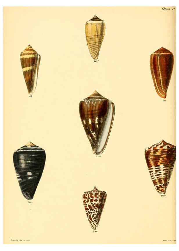 Reproducción/Reproduction 6029530253: Conchologia iconica, or, Illustrations of the shells of molluscous animals. v.1 London :Reeve, Brothers,1843-1878
