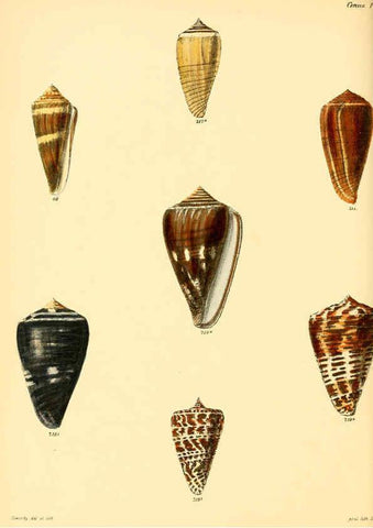 Reproducción/Reproduction 6029530253: Conchologia iconica, or, Illustrations of the shells of molluscous animals. v.1 London :Reeve, Brothers,1843-1878