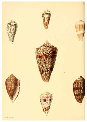 Reproducción/Reproduction 6030084852: Conchologia iconica, or, Illustrations of the shells of molluscous animals. v.1 London :Reeve, Brothers,1843-1878