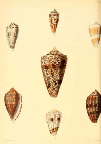 Reproducción/Reproduction 6030084852: Conchologia iconica, or, Illustrations of the shells of molluscous animals. v.1 London :Reeve, Brothers,1843-1878