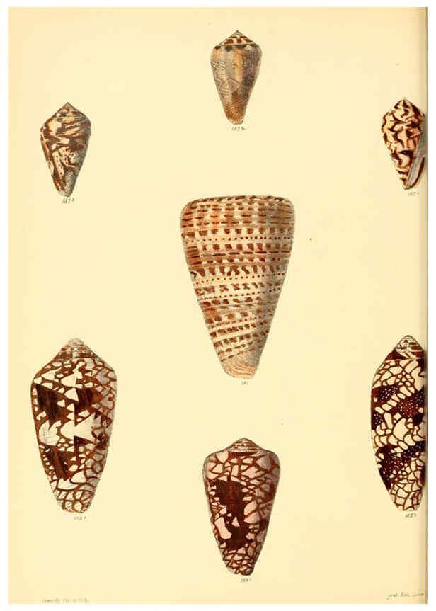 Reproducción/Reproduction 6029528113: Conchologia iconica, or, Illustrations of the shells of molluscous animals. v.1 London :Reeve, Brothers,1843-1878