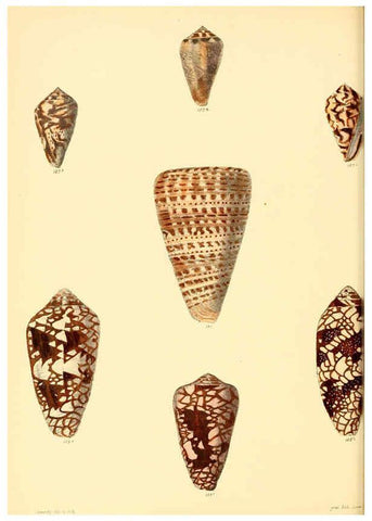 Reproducción/Reproduction 6029528113: Conchologia iconica, or, Illustrations of the shells of molluscous animals. v.1 London :Reeve, Brothers,1843-1878