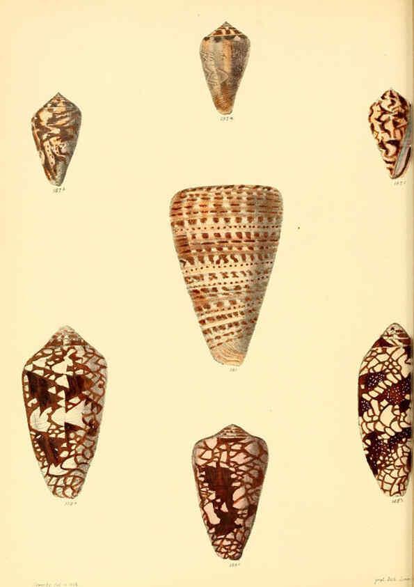 Reproducción/Reproduction 6029528113: Conchologia iconica, or, Illustrations of the shells of molluscous animals. v.1 London :Reeve, Brothers,1843-1878
