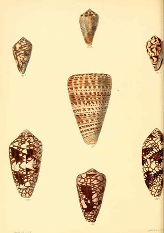 Reproducción/Reproduction 6029528113: Conchologia iconica, or, Illustrations of the shells of molluscous animals. v.1 London :Reeve, Brothers,1843-1878