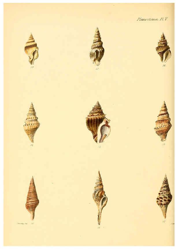 Reproducción/Reproduction 6030091300: Conchologia iconica, or, Illustrations of the shells of molluscous animals. v.1 London :Reeve, Brothers,1843-1878