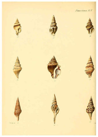 Reproducción/Reproduction 6030091300: Conchologia iconica, or, Illustrations of the shells of molluscous animals. v.1 London :Reeve, Brothers,1843-1878
