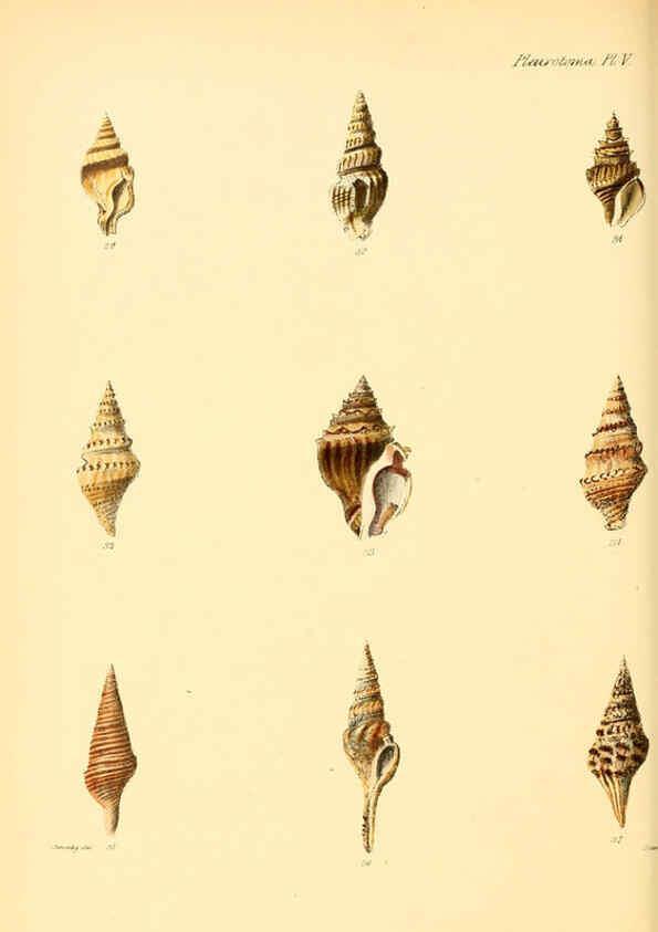 Reproducción/Reproduction 6030091300: Conchologia iconica, or, Illustrations of the shells of molluscous animals. v.1 London :Reeve, Brothers,1843-1878