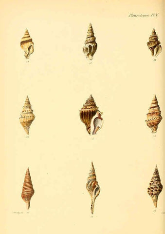Reproducción/Reproduction 6030091300: Conchologia iconica, or, Illustrations of the shells of molluscous animals. v.1 London :Reeve, Brothers,1843-1878