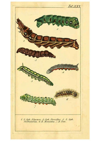 Reproducción/Reproduction 6030001312: Chronologischer Raupenkalender, oder, Naturgeschichte der europäischen Raupen Berlin :Im Verlage von Theodor Bade,1837