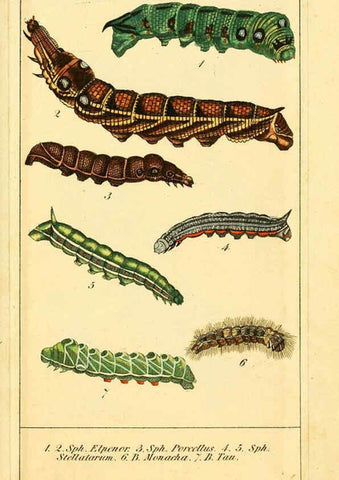 Reproducción/Reproduction 6030001312: Chronologischer Raupenkalender, oder, Naturgeschichte der europäischen Raupen Berlin :Im Verlage von Theodor Bade,1837