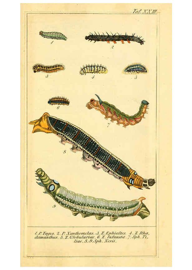 Reproducción/Reproduction 6029445499: Chronologischer Raupenkalender, oder, Naturgeschichte der europäischen Raupen Berlin :Im Verlage von Theodor Bade,1837