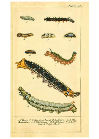 Reproducción/Reproduction 6029445499: Chronologischer Raupenkalender, oder, Naturgeschichte der europäischen Raupen Berlin :Im Verlage von Theodor Bade,1837